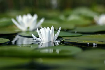 white water lily