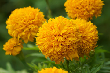 Yellow color of Marigold flower