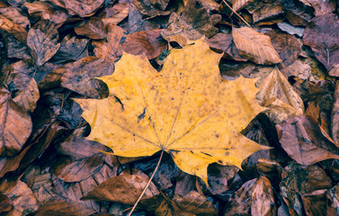 Autumn maple leaf