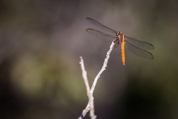Dragonfly stopped on branch