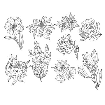 Flower Set. Hand Drawn Vector Illustration 
