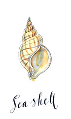 Watercolor sea shell