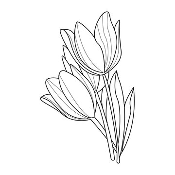 Tulip Flowers Sketch. Vector
