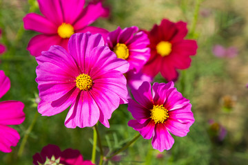 Fototapeta premium Pink cosmos flower in the garden
