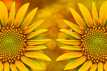 Naklejka premium sunflower closeup