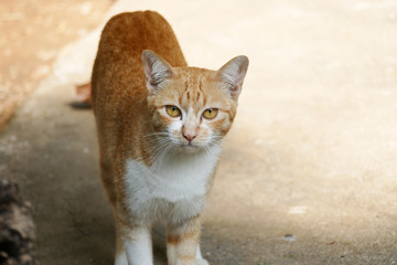 yellow cat with yellow eye