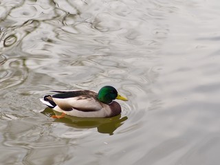 Male adult drake mallard duck swimming in river with water reflection closeup portrait. In the winter time before christmass looking for some food. 