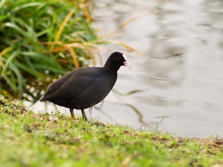 Common coot adult bird detailed picture, gray black plumage and white beak. Euroasian coot, Fulica atra, on the bank of the river looking for some food. Picture made in winter time before christmas. 