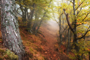 Autumn forest in the mountains