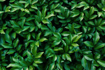 Fototapeta na wymiar Leaf wallpaper
