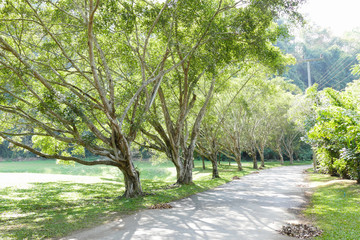 row of big tree beside the road