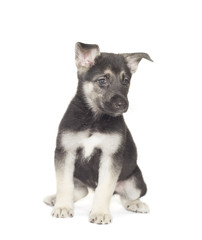 dog on a white background