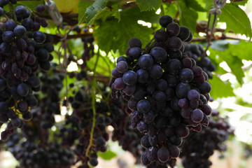 purple grape vine at the agricultural farm