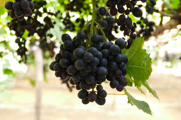 purple grape vine at the agricultural farm