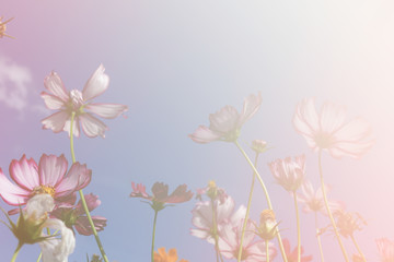 Obraz na płótnie Canvas cosmos flower meadow with blue sky