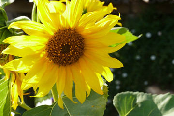 sunflower in the garden