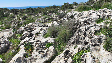 Plant in a rock cavity, spring Cyprus