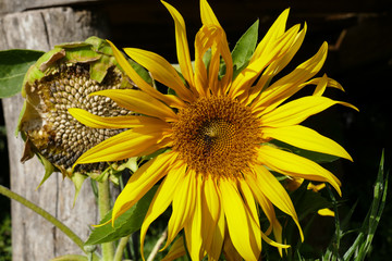 Naklejka premium sunflower in the garden