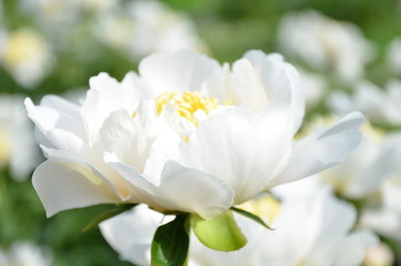 Beautiful white peony flower 