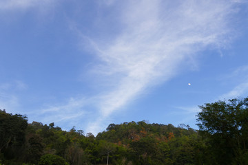 forest on the hill with cloud, sky