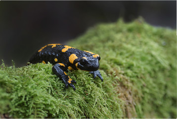 Feuersalamander