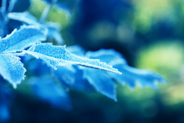 Beautiful frosty winter leaves on blured nature background, close up