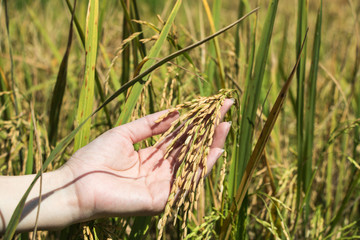 Fototapeta na wymiar The green and black rice field in Thailand