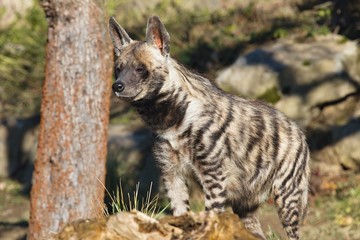 Striped Hyaena, Hyaena hyaena, watching nearby