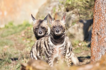 Striped Hyaena, Hyaena hyaena, watching nearby
