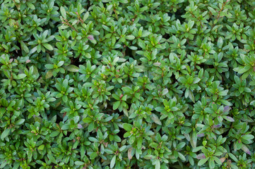 一面の植物