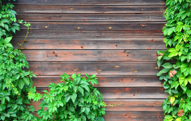 wall with ivy growing on it