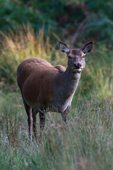 Red Deer Hind (Cervus Elaphus)/Red Deer Hind in long grass at the edge of forest
