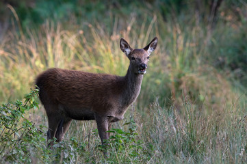 Red Deer Calf (Cervus Elaphus)/Red Deer Calf in long grass at the edge of forest