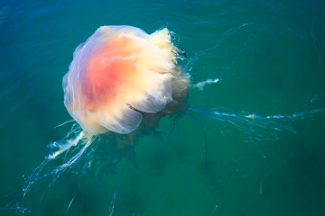 Beautiful vibrant picture of a floating jellyfish in atlantic ocean, norwegian sea also known as lion's mane jellyfish, arctic jellyfish, a giant medusa