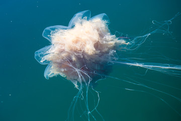Beautiful vibrant picture of a floating jellyfish in atlantic ocean, norwegian sea also known as lion's mane jellyfish, arctic jellyfish, a giant medusa © tsuguliev