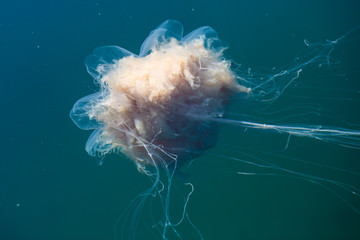 Beautiful vibrant picture of a floating jellyfish in atlantic ocean, norwegian sea also known as lion's mane jellyfish, arctic jellyfish, a giant medusa © tsuguliev