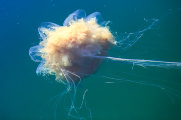 Beautiful vibrant picture of a floating jellyfish in atlantic ocean, norwegian sea also known as lion's mane jellyfish, arctic jellyfish, a giant medusa © tsuguliev