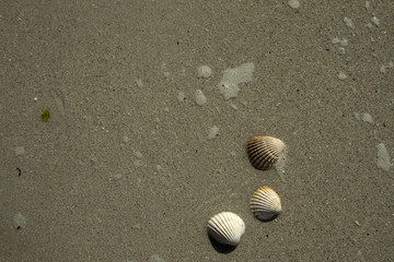 Shells on the beach