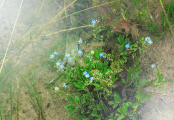 Forget-me-nots summer day