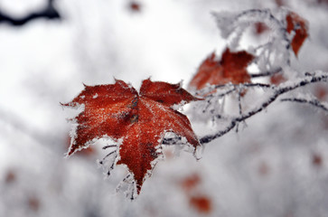 plants with frost on them