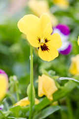 Fototapeta premium Field of colorful Pansy Flowers
