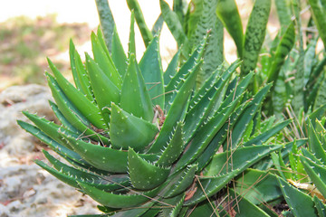 Obraz premium Aloe Vera, growing in a park in Protaras