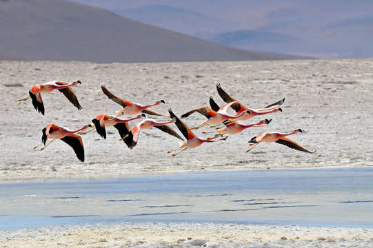 Fototapeta A flock of Andean flamingos in flight