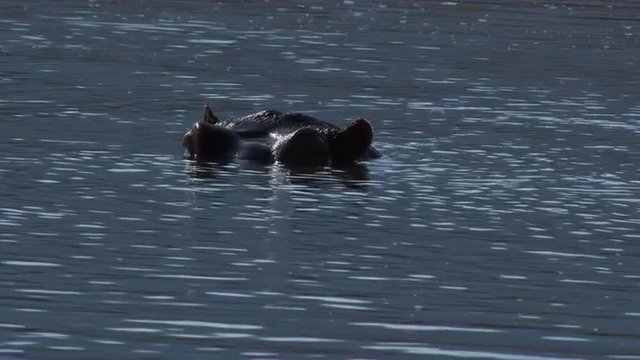 Hippopotamus relaxing in water with eyes just above waterlevel
