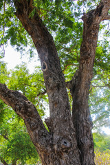 Tamarind tree.