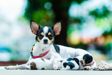 Chihuahua, dogs, pets.