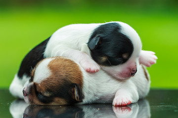 Chihuahua, dogs, pets.