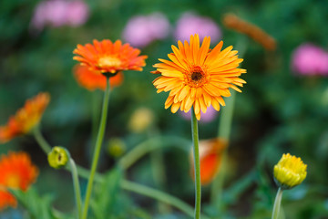 Flowers, flower Gerbera