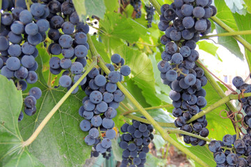 Grapes in the vineyard
