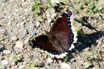 Mourning Cloak Butterfly